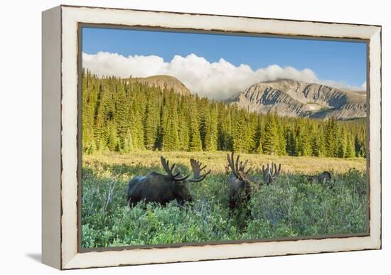 USA, Colorado, Arapaho NF. Three Male Moose Grazing on Bushes-Cathy & Gordon Illg-Framed Premier Image Canvas
