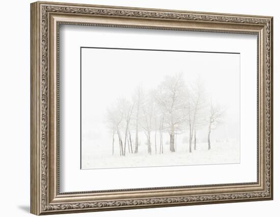 USA, Colorado. Aspen grove in spring snowstorm.-Jaynes Gallery-Framed Photographic Print