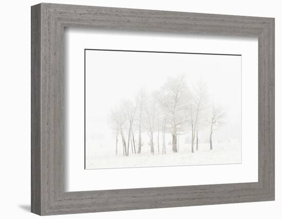 USA, Colorado. Aspen grove in spring snowstorm.-Jaynes Gallery-Framed Photographic Print