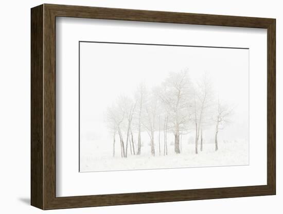 USA, Colorado. Aspen grove in spring snowstorm.-Jaynes Gallery-Framed Photographic Print