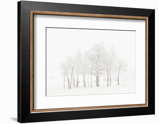 USA, Colorado. Aspen grove in spring snowstorm.-Jaynes Gallery-Framed Photographic Print