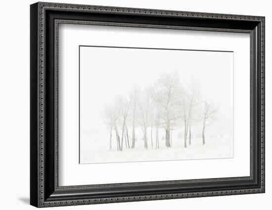 USA, Colorado. Aspen grove in spring snowstorm.-Jaynes Gallery-Framed Photographic Print