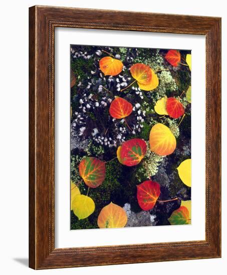 USA, Colorado, Aspen Leaves in the Rocky Mountains-Jaynes Gallery-Framed Photographic Print