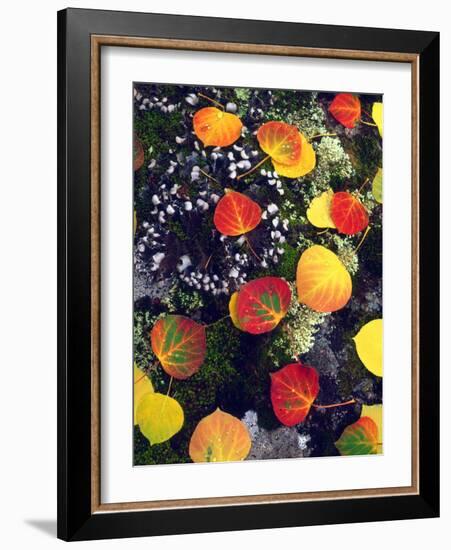 USA, Colorado, Aspen Leaves in the Rocky Mountains-Jaynes Gallery-Framed Photographic Print