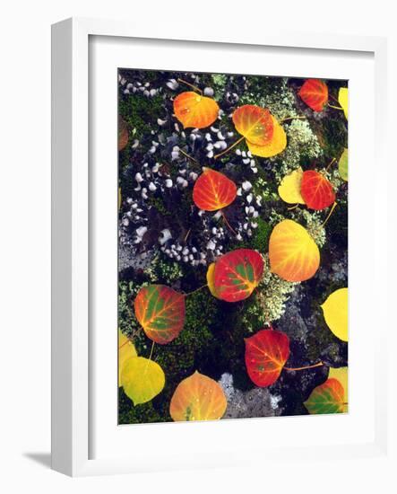 USA, Colorado, Aspen Leaves in the Rocky Mountains-Jaynes Gallery-Framed Photographic Print