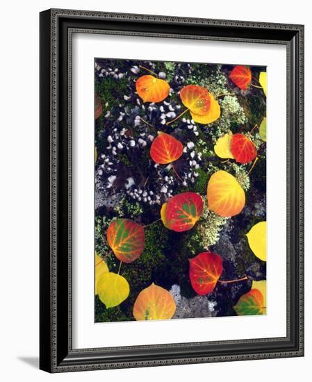 USA, Colorado, Aspen Leaves in the Rocky Mountains-Jaynes Gallery-Framed Photographic Print