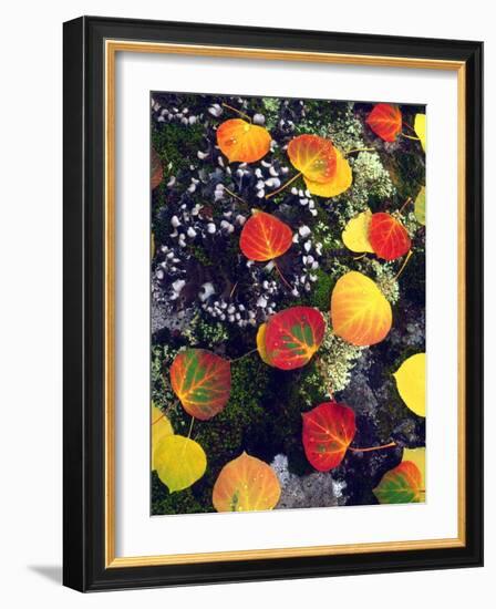 USA, Colorado, Aspen Leaves in the Rocky Mountains-Jaynes Gallery-Framed Photographic Print