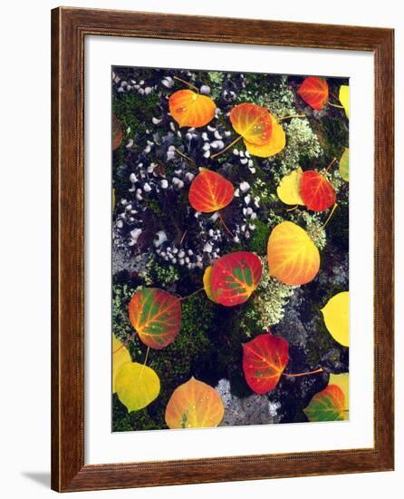 USA, Colorado, Aspen Leaves in the Rocky Mountains-Jaynes Gallery-Framed Photographic Print
