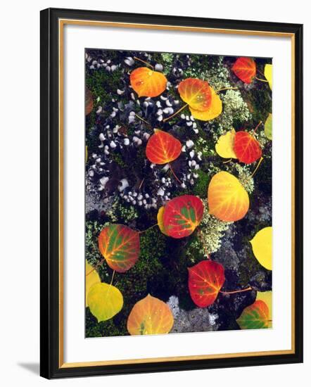 USA, Colorado, Aspen Leaves in the Rocky Mountains-Jaynes Gallery-Framed Photographic Print