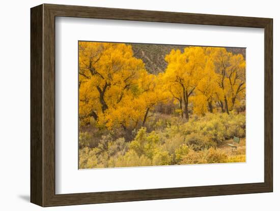 USA, Colorado. Bench and cottonwoods in autumn.-Jaynes Gallery-Framed Photographic Print