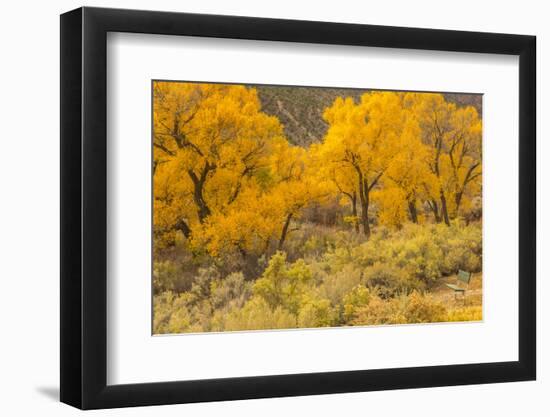 USA, Colorado. Bench and cottonwoods in autumn.-Jaynes Gallery-Framed Photographic Print