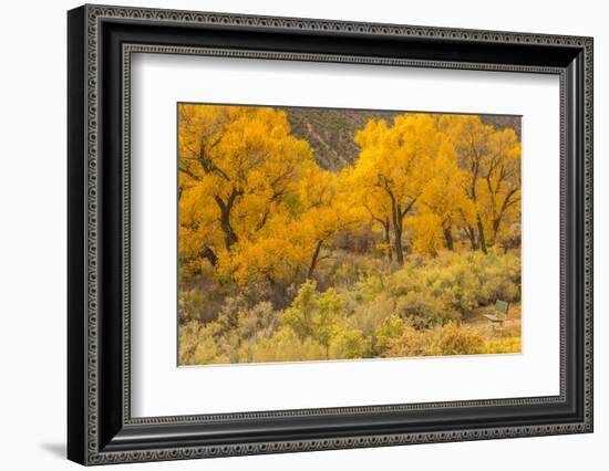 USA, Colorado. Bench and cottonwoods in autumn.-Jaynes Gallery-Framed Photographic Print