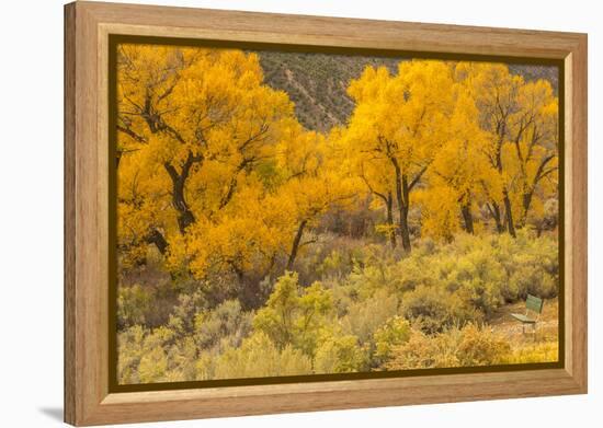USA, Colorado. Bench and cottonwoods in autumn.-Jaynes Gallery-Framed Premier Image Canvas