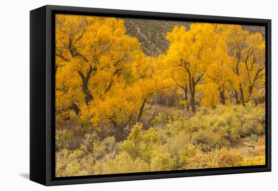 USA, Colorado. Bench and cottonwoods in autumn.-Jaynes Gallery-Framed Premier Image Canvas