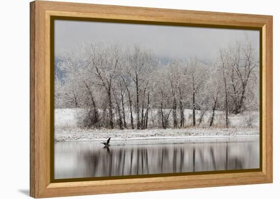 USA, Colorado, Boulder. Canadian Geese Taking Flight from Water-Jaynes Gallery-Framed Premier Image Canvas