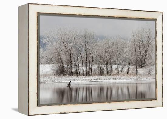 USA, Colorado, Boulder. Canadian Geese Taking Flight from Water-Jaynes Gallery-Framed Premier Image Canvas