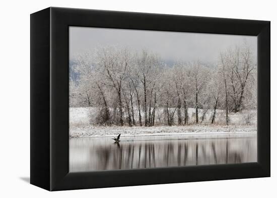 USA, Colorado, Boulder. Canadian Geese Taking Flight from Water-Jaynes Gallery-Framed Premier Image Canvas