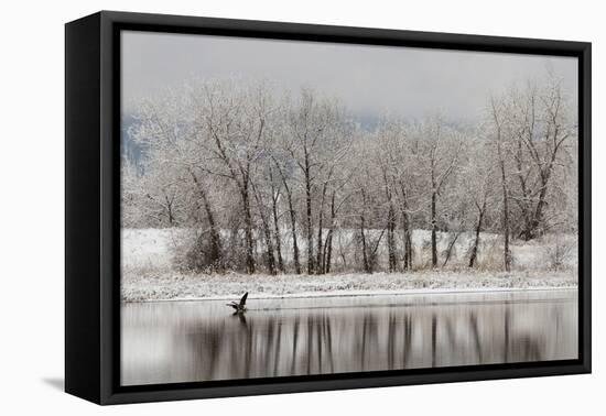 USA, Colorado, Boulder. Canadian Geese Taking Flight from Water-Jaynes Gallery-Framed Premier Image Canvas