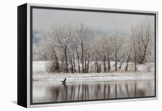 USA, Colorado, Boulder. Canadian Geese Taking Flight from Water-Jaynes Gallery-Framed Premier Image Canvas