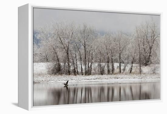 USA, Colorado, Boulder. Canadian Geese Taking Flight from Water-Jaynes Gallery-Framed Premier Image Canvas