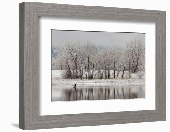 USA, Colorado, Boulder. Canadian Geese Taking Flight from Water-Jaynes Gallery-Framed Photographic Print