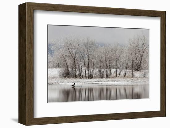 USA, Colorado, Boulder. Canadian Geese Taking Flight from Water-Jaynes Gallery-Framed Photographic Print