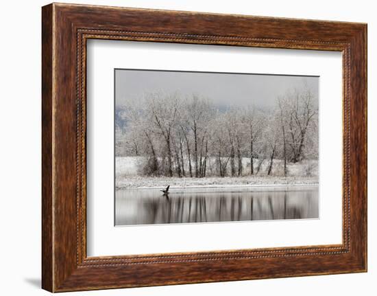 USA, Colorado, Boulder. Canadian Geese Taking Flight from Water-Jaynes Gallery-Framed Photographic Print