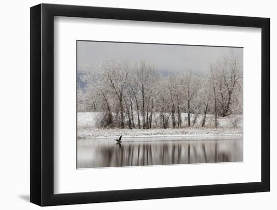 USA, Colorado, Boulder. Canadian Geese Taking Flight from Water-Jaynes Gallery-Framed Photographic Print