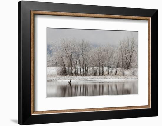 USA, Colorado, Boulder. Canadian Geese Taking Flight from Water-Jaynes Gallery-Framed Photographic Print