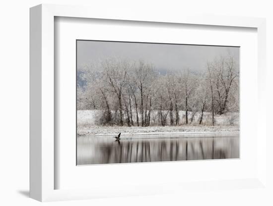 USA, Colorado, Boulder. Canadian Geese Taking Flight from Water-Jaynes Gallery-Framed Photographic Print