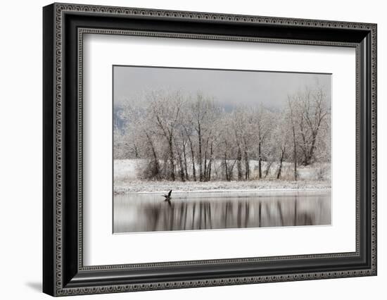 USA, Colorado, Boulder. Canadian Geese Taking Flight from Water-Jaynes Gallery-Framed Photographic Print