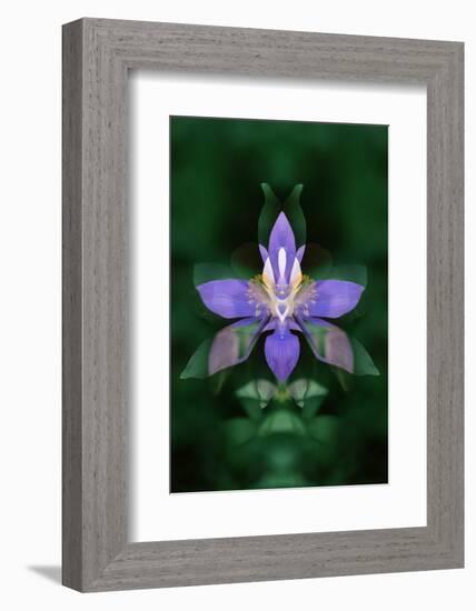 USA, Colorado, Boulder County. Colorado Columbine Flower Montage-Jaynes Gallery-Framed Photographic Print