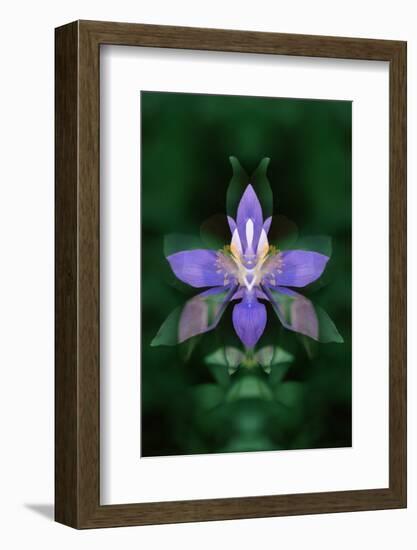 USA, Colorado, Boulder County. Colorado Columbine Flower Montage-Jaynes Gallery-Framed Photographic Print