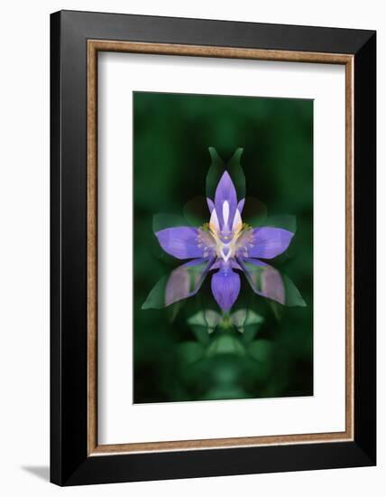 USA, Colorado, Boulder County. Colorado Columbine Flower Montage-Jaynes Gallery-Framed Photographic Print