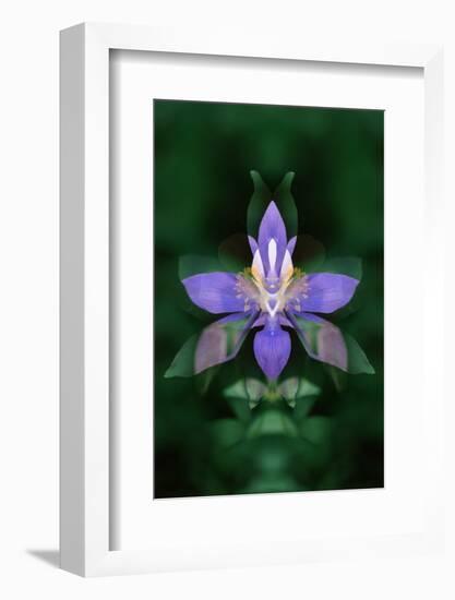 USA, Colorado, Boulder County. Colorado Columbine Flower Montage-Jaynes Gallery-Framed Photographic Print