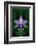 USA, Colorado, Boulder County. Colorado Columbine Flower Montage-Jaynes Gallery-Framed Photographic Print