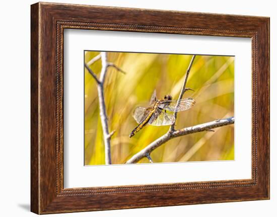 USA, Colorado, Boulder. Dragonfly on stem.-Jaynes Gallery-Framed Photographic Print