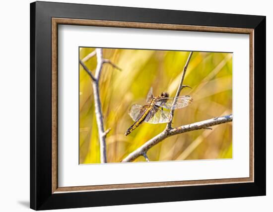 USA, Colorado, Boulder. Dragonfly on stem.-Jaynes Gallery-Framed Photographic Print