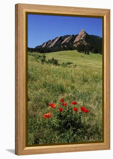 USA, Colorado, Boulder. Flatirons and Poppies at Chautauqua Park-Jaynes Gallery-Framed Premier Image Canvas