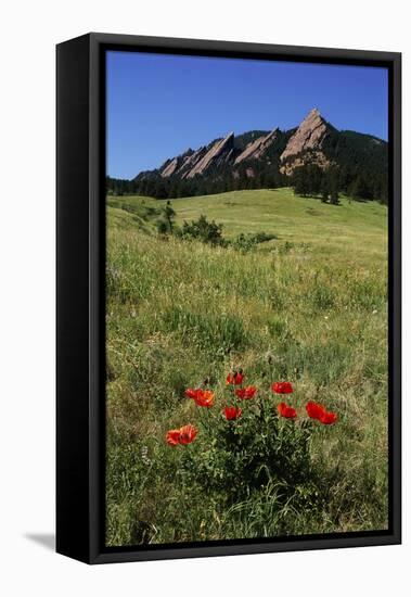 USA, Colorado, Boulder. Flatirons and Poppies at Chautauqua Park-Jaynes Gallery-Framed Premier Image Canvas