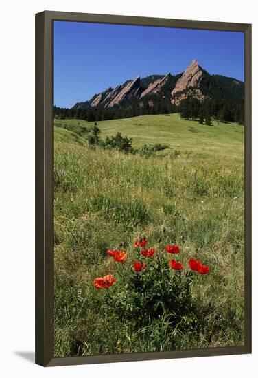 USA, Colorado, Boulder. Flatirons and Poppies at Chautauqua Park-Jaynes Gallery-Framed Premier Image Canvas