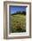 USA, Colorado, Boulder. Flatirons and Poppies at Chautauqua Park-Jaynes Gallery-Framed Photographic Print