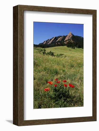 USA, Colorado, Boulder. Flatirons and Poppies at Chautauqua Park-Jaynes Gallery-Framed Photographic Print