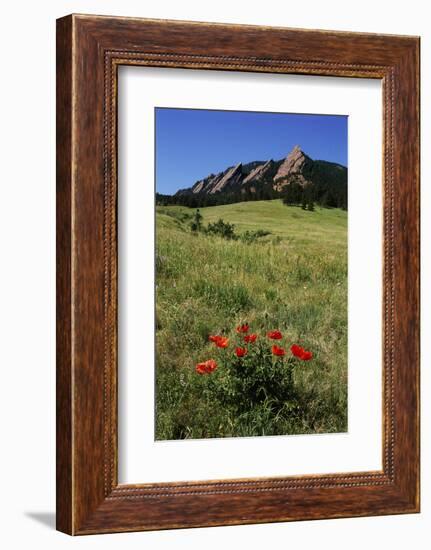 USA, Colorado, Boulder. Flatirons and Poppies at Chautauqua Park-Jaynes Gallery-Framed Photographic Print