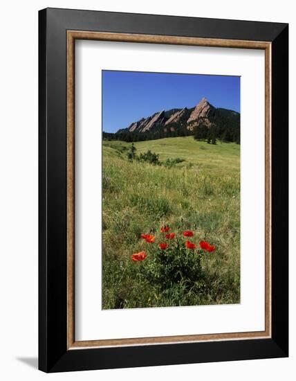 USA, Colorado, Boulder. Flatirons and Poppies at Chautauqua Park-Jaynes Gallery-Framed Photographic Print