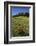 USA, Colorado, Boulder. Flatirons and Poppies at Chautauqua Park-Jaynes Gallery-Framed Photographic Print