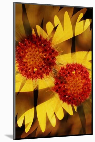 USA, Colorado, Boulder. Gaillardia Flower Montage-Jaynes Gallery-Mounted Photographic Print