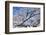 USA, Colorado, Boulder. Winter Scenic-Jaynes Gallery-Framed Photographic Print