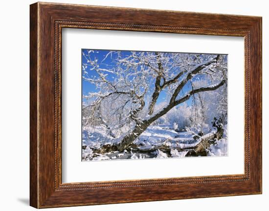 USA, Colorado, Boulder. Winter Scenic-Jaynes Gallery-Framed Photographic Print