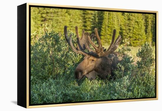 USA, Colorado, Brainard Lake Recreation Area. Bull Moose with Velvet Antlers-Jaynes Gallery-Framed Premier Image Canvas